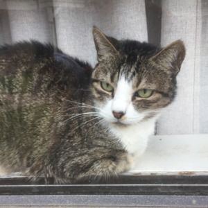 Meet your Posher, Mitzi